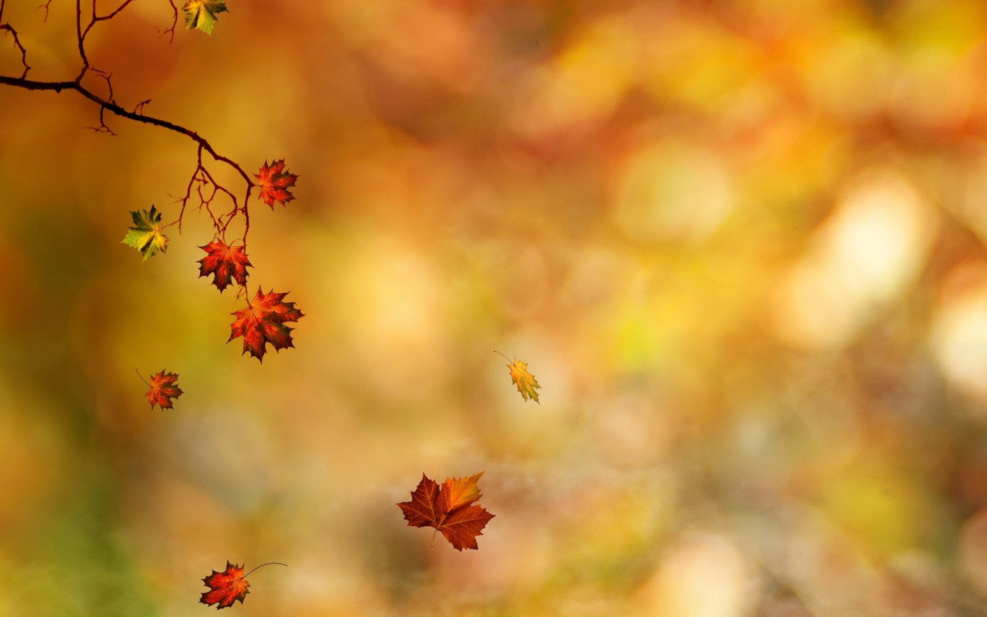 Leaf HD Wallpaper | Background Image | 2560x1600