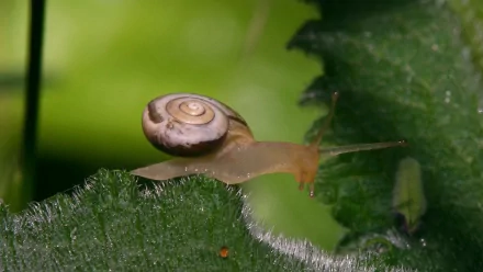Close-up HD desktop wallpaper of a snail with a spiraled shell crawling on a green leaf against a blurred natural background.