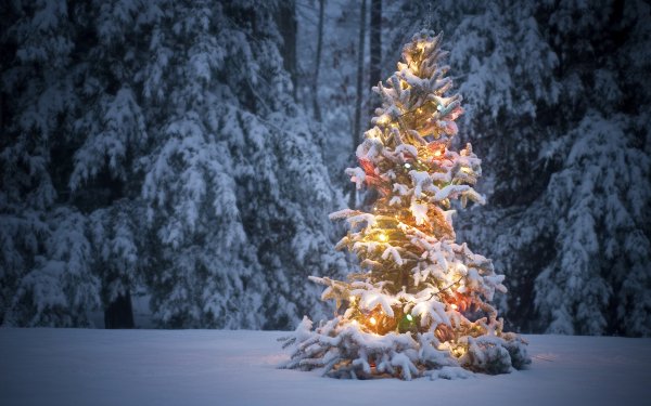 Día festivo Navidad Christmas Lights Christmas Tree Invierno Snow Fondo de pantalla HD | Fondo de Escritorio
