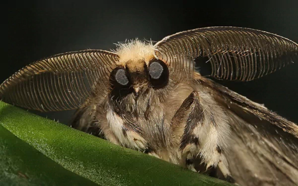 Animal moth HD Desktop Wallpaper | Background Image