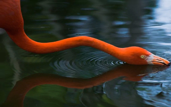 A striking HD wallpaper featuring a vibrant flamingo gracefully feeding in calm waters, creating gentle ripples, showcasing its vivid orange plumage and elongated neck.