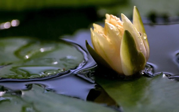 A serene water lily blooms gracefully on tranquil waters, surrounded by lush green leaves, making a stunning nature-inspired desktop wallpaper.