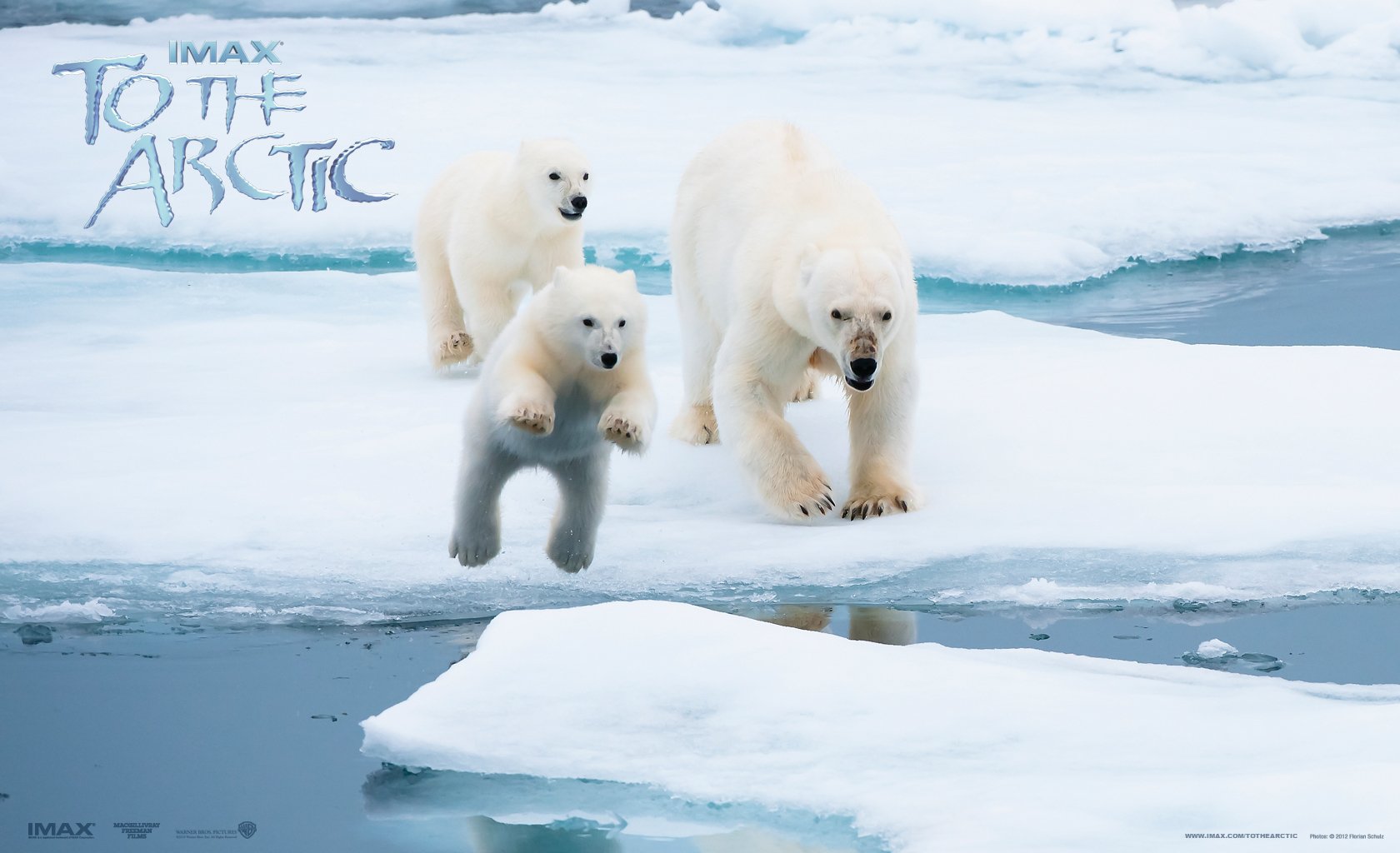 Polar bear mother and two cubs on icy Arctic sea floe — HD desktop wallpaper from the movie To the Arctic, image also tagged Antarctica.