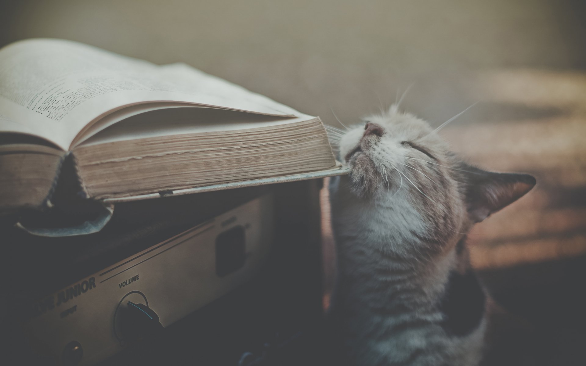 A charming cat sniffs an open book, creating a cozy atmosphere. This HD desktop wallpaper captures the delightful interaction between the animal and its surroundings.