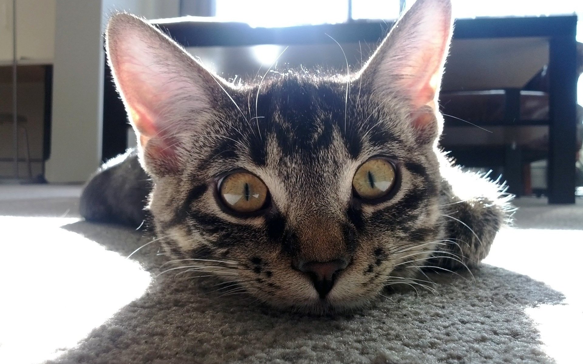 A close-up of a curious tabby cat lounging on a carpet, gazing intently with bright yellow eyes, featuring natural lighting. This image serves as an HD PC desktop wallpaper and background.