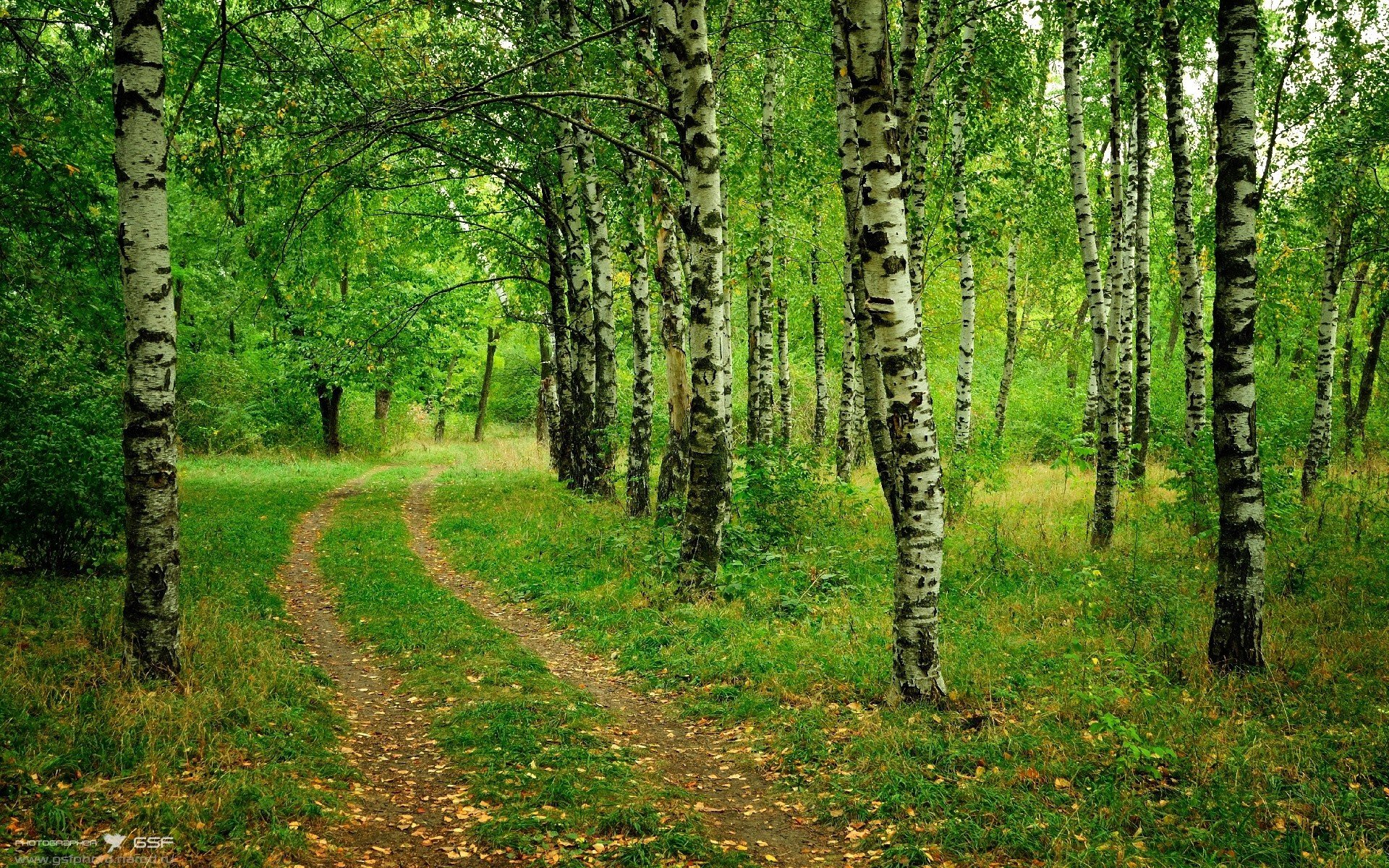 HD PC desktop wallpaper of a winding dirt path through a dense birch forest, showcasing vibrant green foliage and natural tranquility.