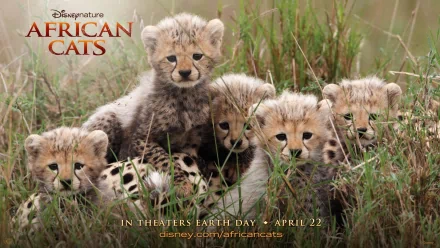 cub baby animal Disney cheetah movie african cats HD Desktop Wallpaper | Background Image