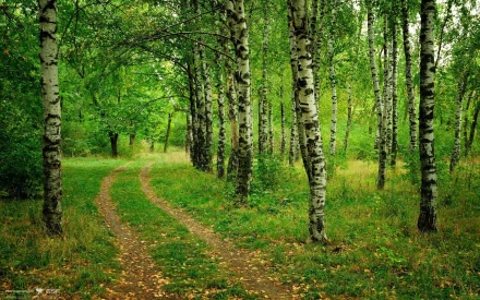 nature path HD Desktop Wallpaper | Background Image