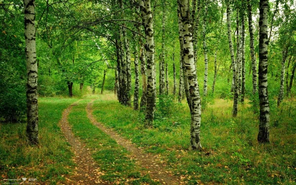 nature path HD Desktop Wallpaper | Background Image