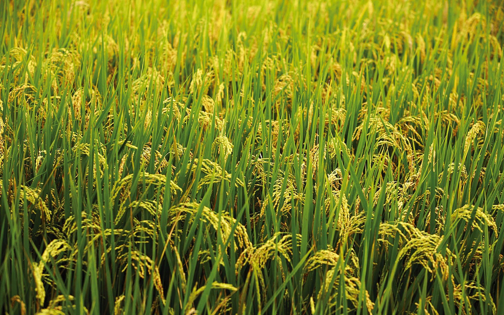 Rice Hd Wallpaper Background Image 1920x1200 Id 317174