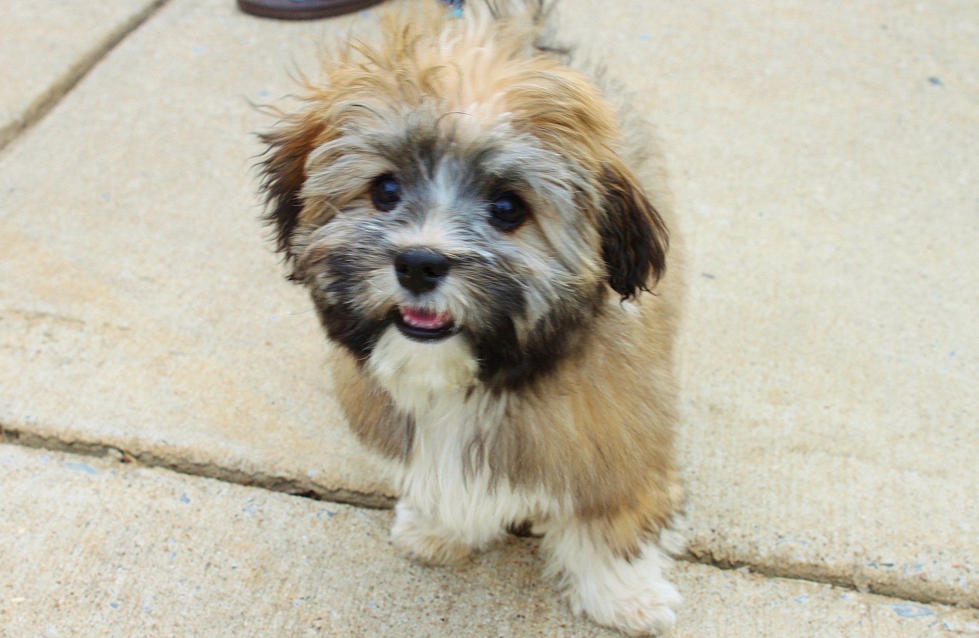 Cute fluffy puppy dog animal sitting on pavement, tongue out — 4K Ultra HD PC desktop wallpaper and background.
