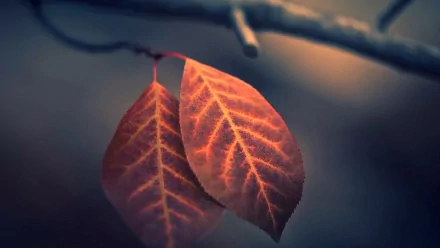  Macro Leaf
