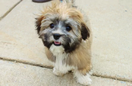 Cute fluffy puppy dog animal sitting on pavement, tongue out — 4K Ultra HD PC desktop wallpaper and background.