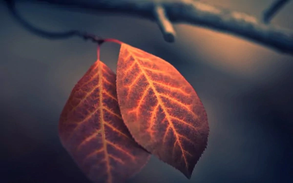  Macro Leaf