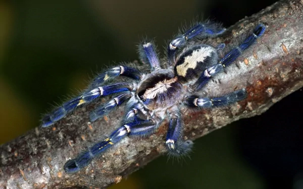 Animal tarantula HD Desktop Wallpaper | Background Image