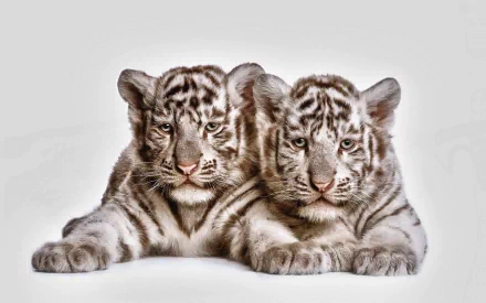 Two baby white tiger cubs lie side by side on a plain background. This HD image is a serene desktop wallpaper and background featuring adorable young tigers.