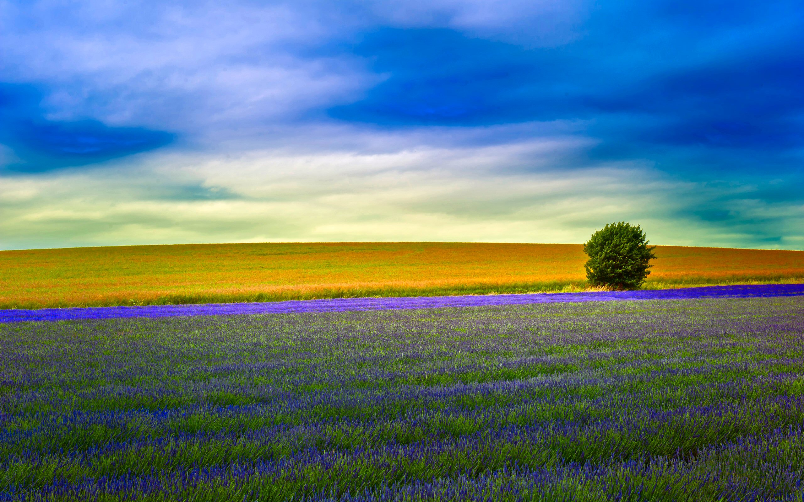 229 Lonely Tree HD Wallpapers Background Images Wallpaper Abyss
