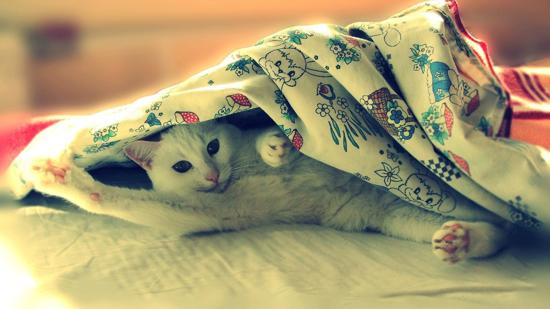 Cozy Cat HD Wallpaper Under a Blanket