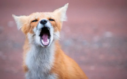 HD desktop wallpaper featuring a fox with its mouth open, set against a blurred, reddish-brown background.