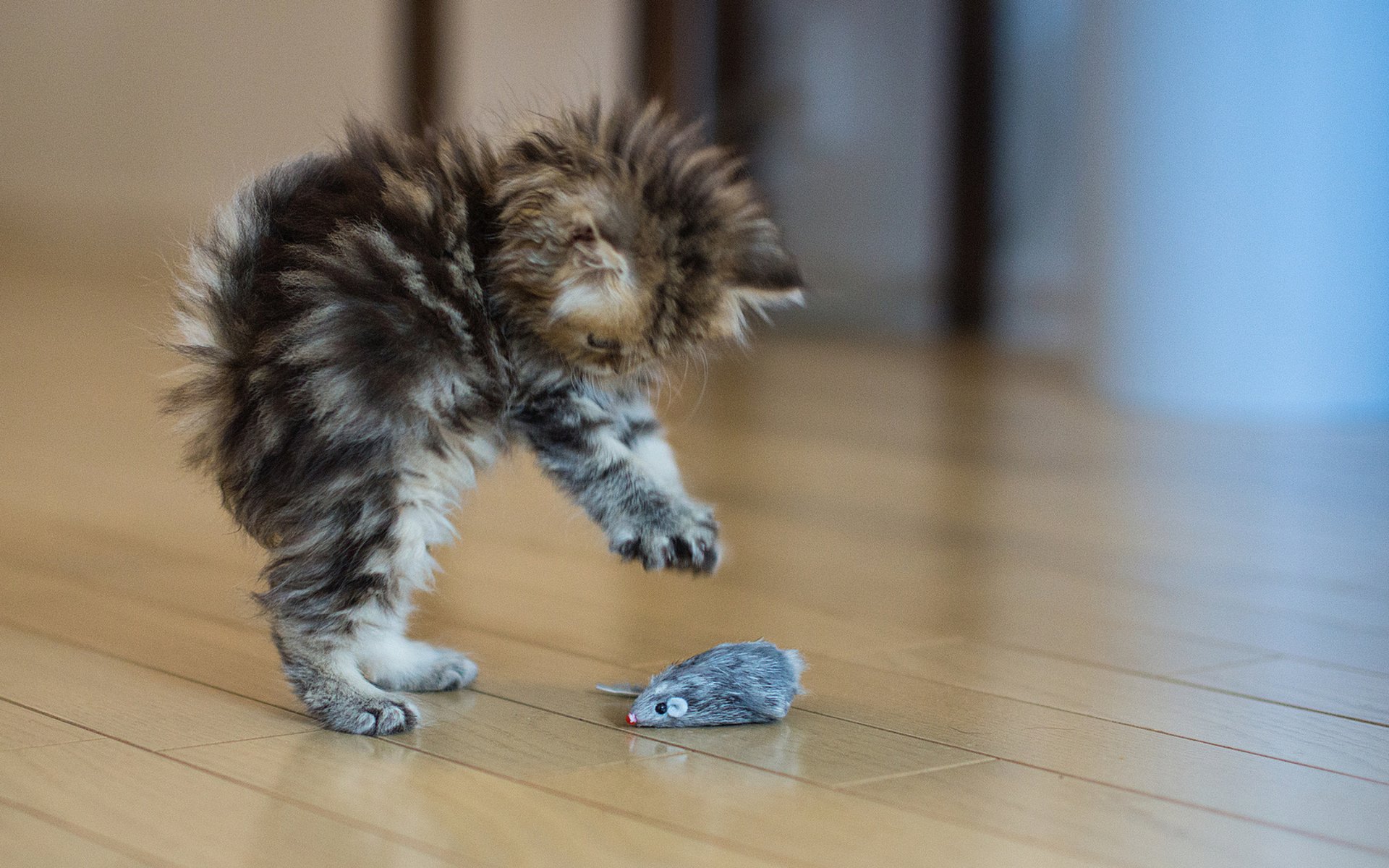 A playful kitten leaps towards a toy mouse on a wooden floor, capturing a moment of curiosity and fun in this HD PC desktop wallpaper.