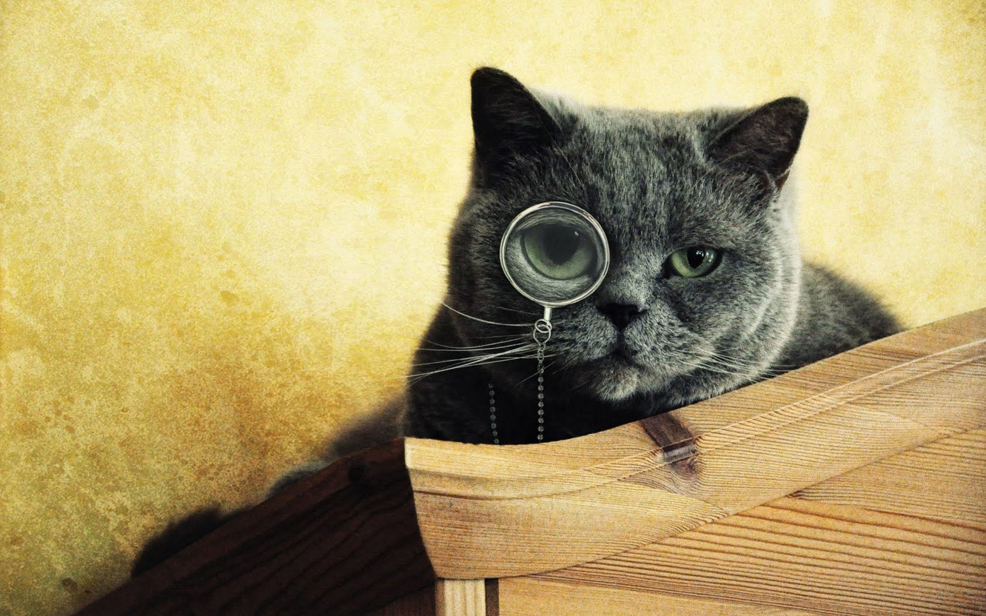 Animal — cat: gray cat wearing a monocle perched on a wooden chair against a textured yellow wall; 2K Quad HD PC desktop wallpaper/background.
