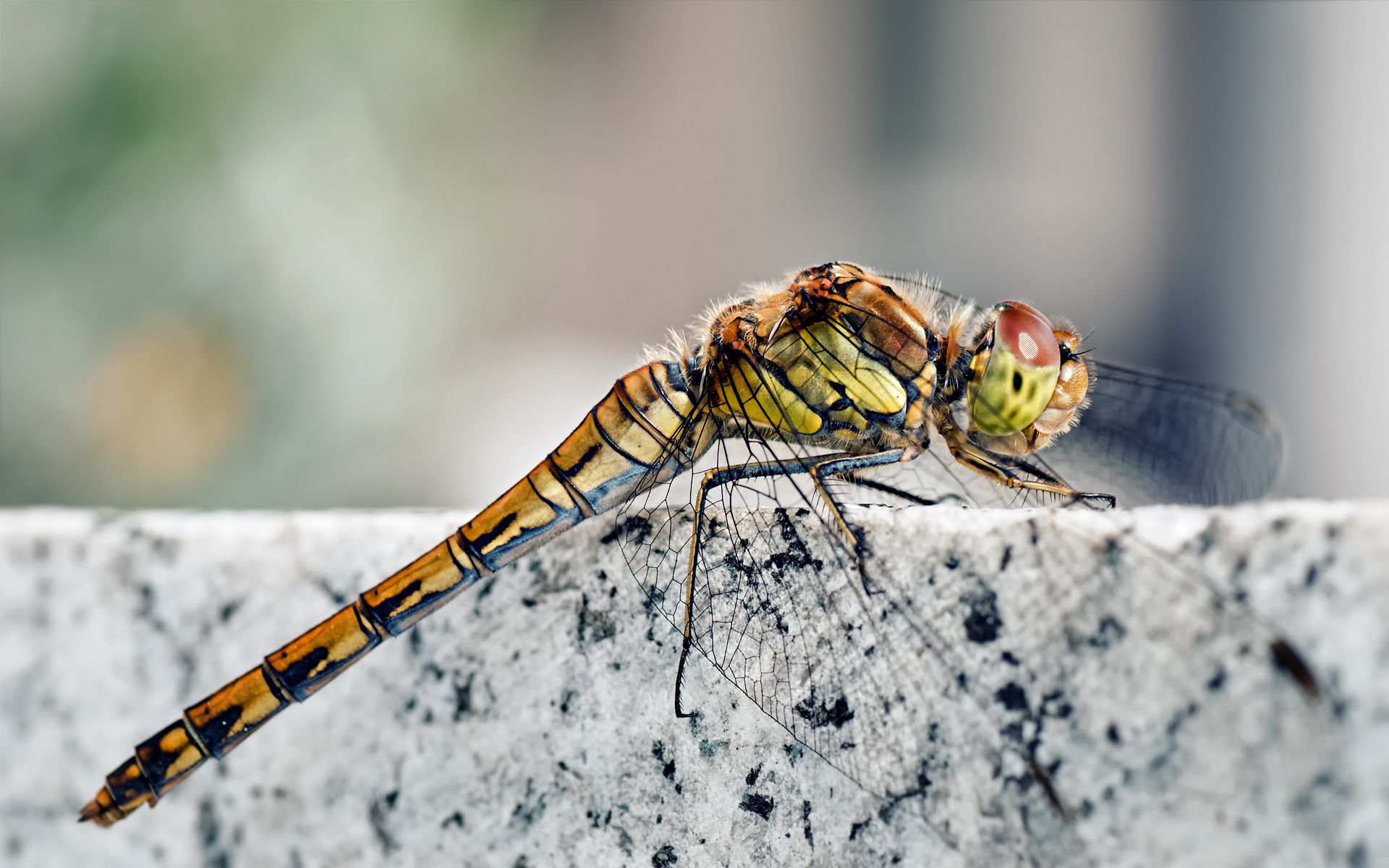 Animal Dragonfly HD Wallpaper