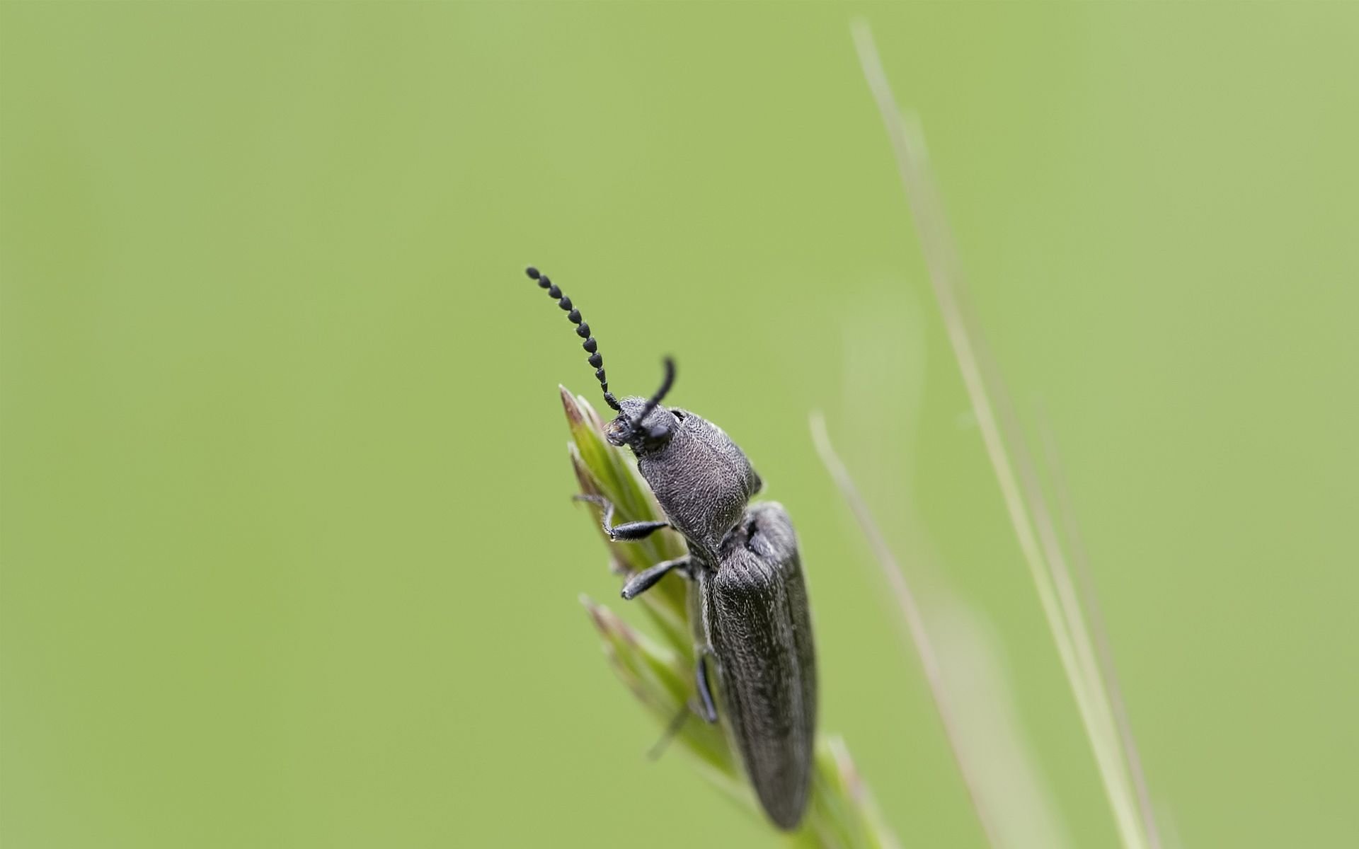 Close-up HD desktop wallpaper of a small black insect perched on a green plant stem with a soft green background.