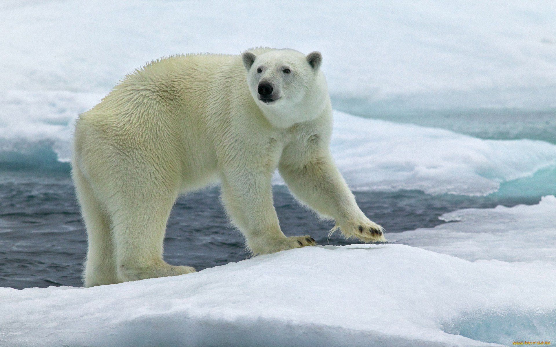 A striking HD wallpaper featuring a polar bear standing on icy terrain, showcasing its majestic form against a backdrop of glistening ice and water.
