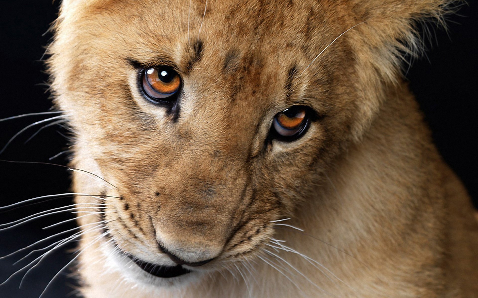 A close-up of a lion cub with striking eyes, set against a dark background. This HD image serves as a captivating desktop wallpaper or background.