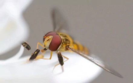 Animal fly HD Desktop Wallpaper | Background Image