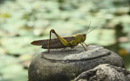 HD PC desktop wallpaper featuring a close-up of a grasshopper perched on a rock with a softly blurred natural background.