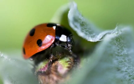 Close-up HD desktop wallpaper of a vibrant ladybug resting on a soft green leaf, showcasing detailed textures and natural colors.