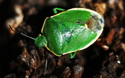 Animal insect HD Desktop Wallpaper | Background Image