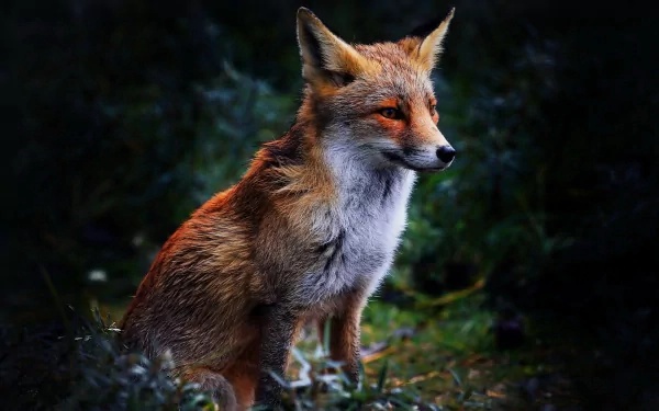 A high-definition image of a fox sitting in a dark, natural setting, used as a desktop wallpaper and background.
