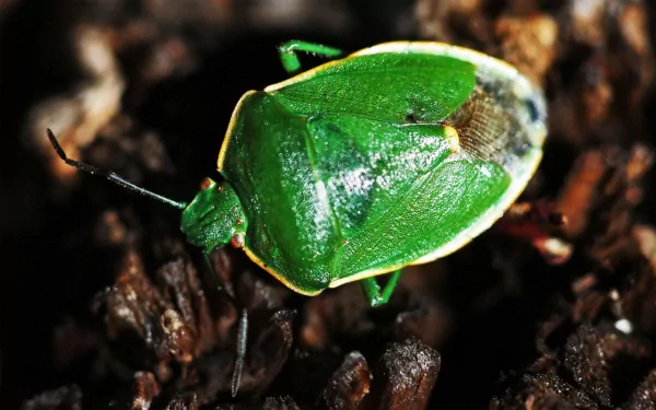 Close-up HD desktop wallpaper of a vibrant green insect resting on dark natural ground, highlighting intricate textures and details of the animal.