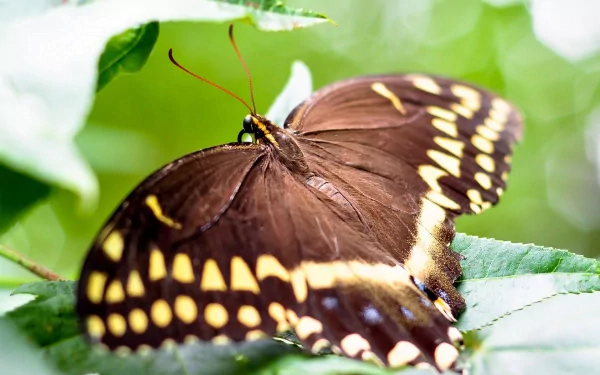 Animal moth HD Desktop Wallpaper | Background Image