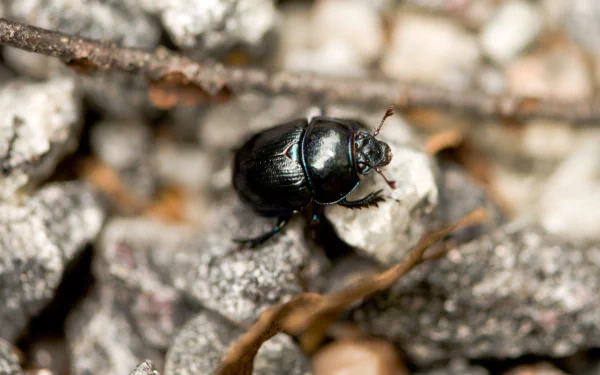 HD desktop wallpaper featuring a close-up of a shiny black beetle crawling on textured gray and brown natural ground.