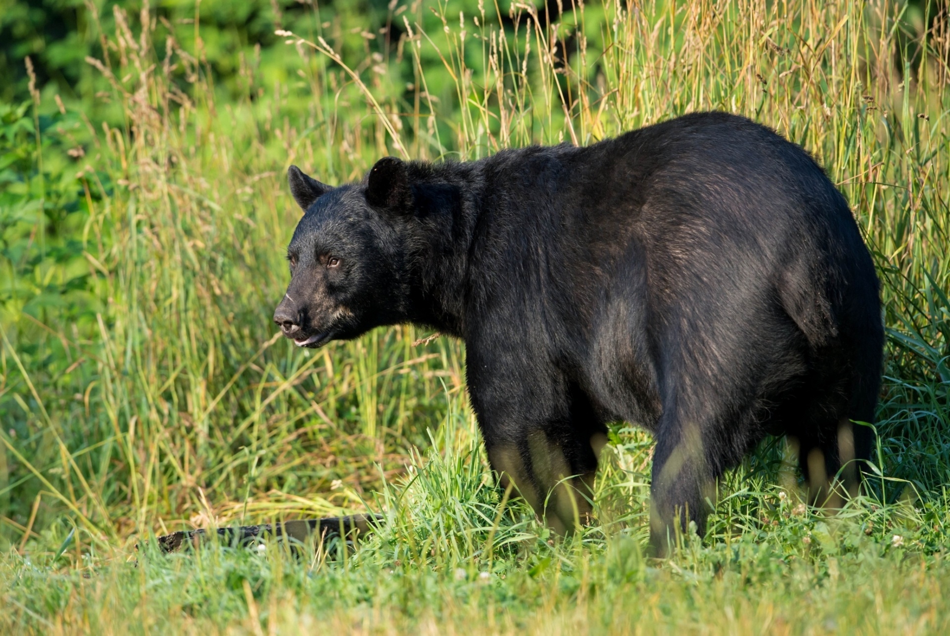 Animal American Black Bear HD Wallpaper | Background Image