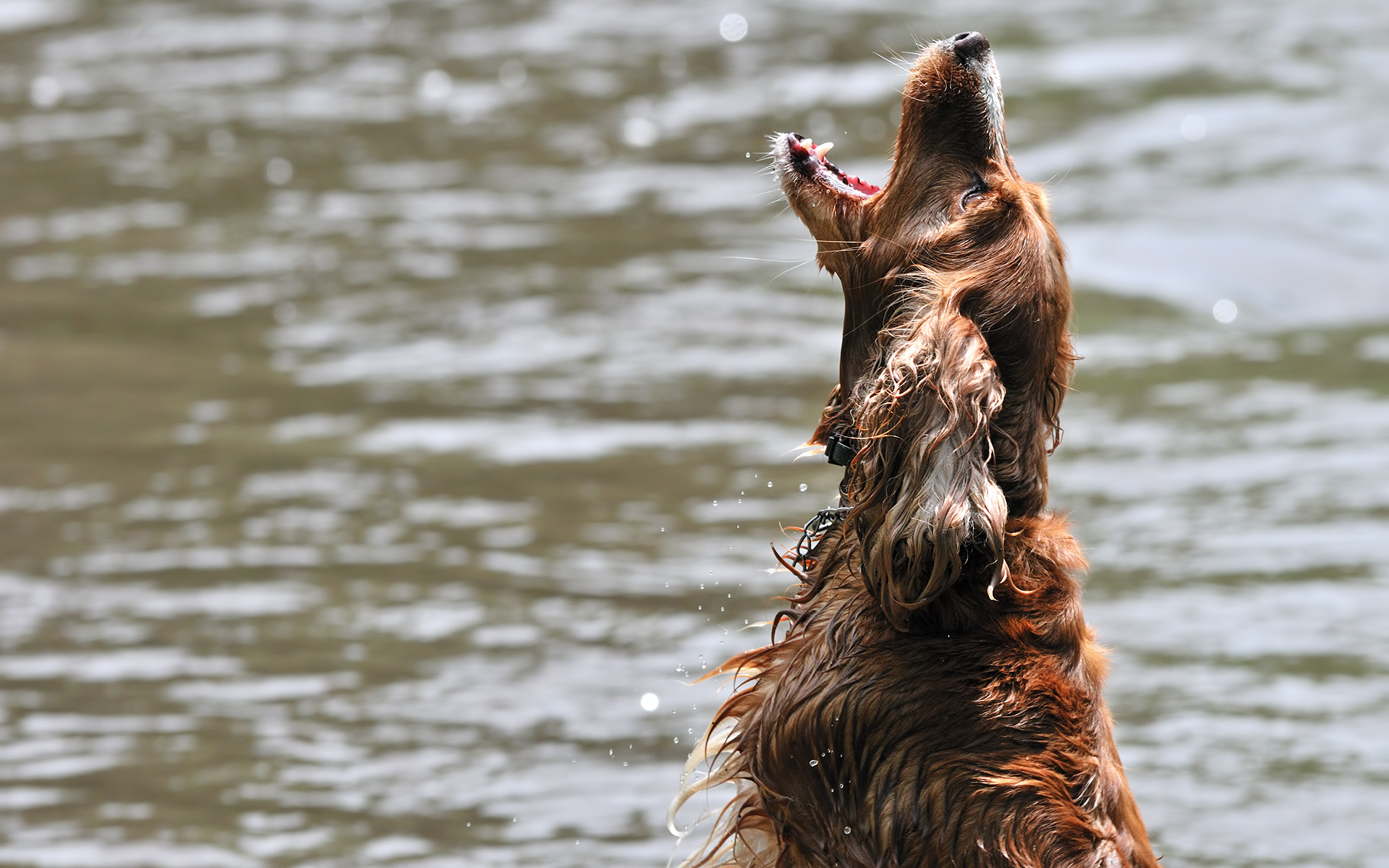 Wallpaper look, face, portrait, dog, green background, spotted, setter for  mobile and desktop, section собаки, resolution 2048x1516 - download