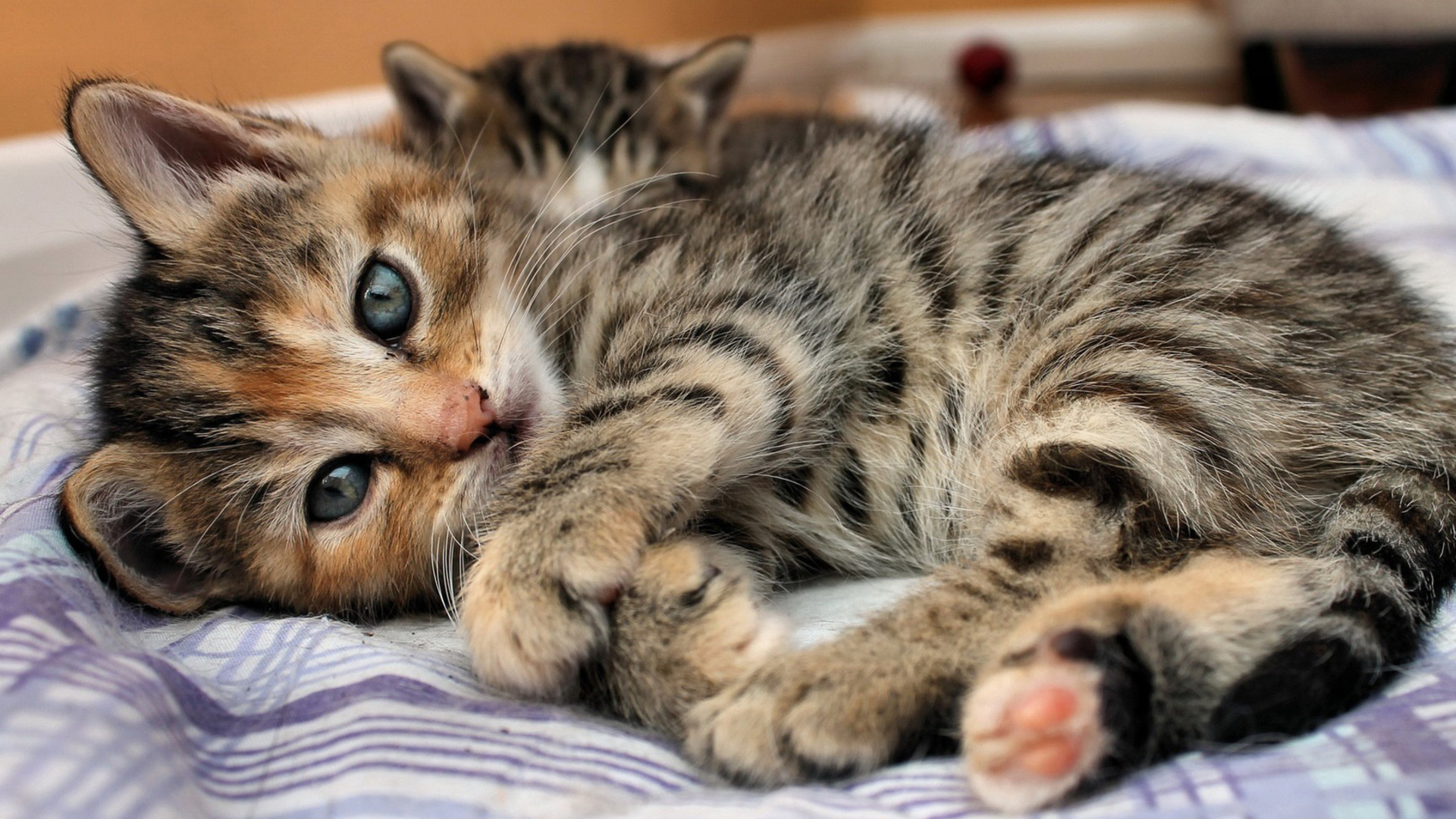 Tabby Kitten