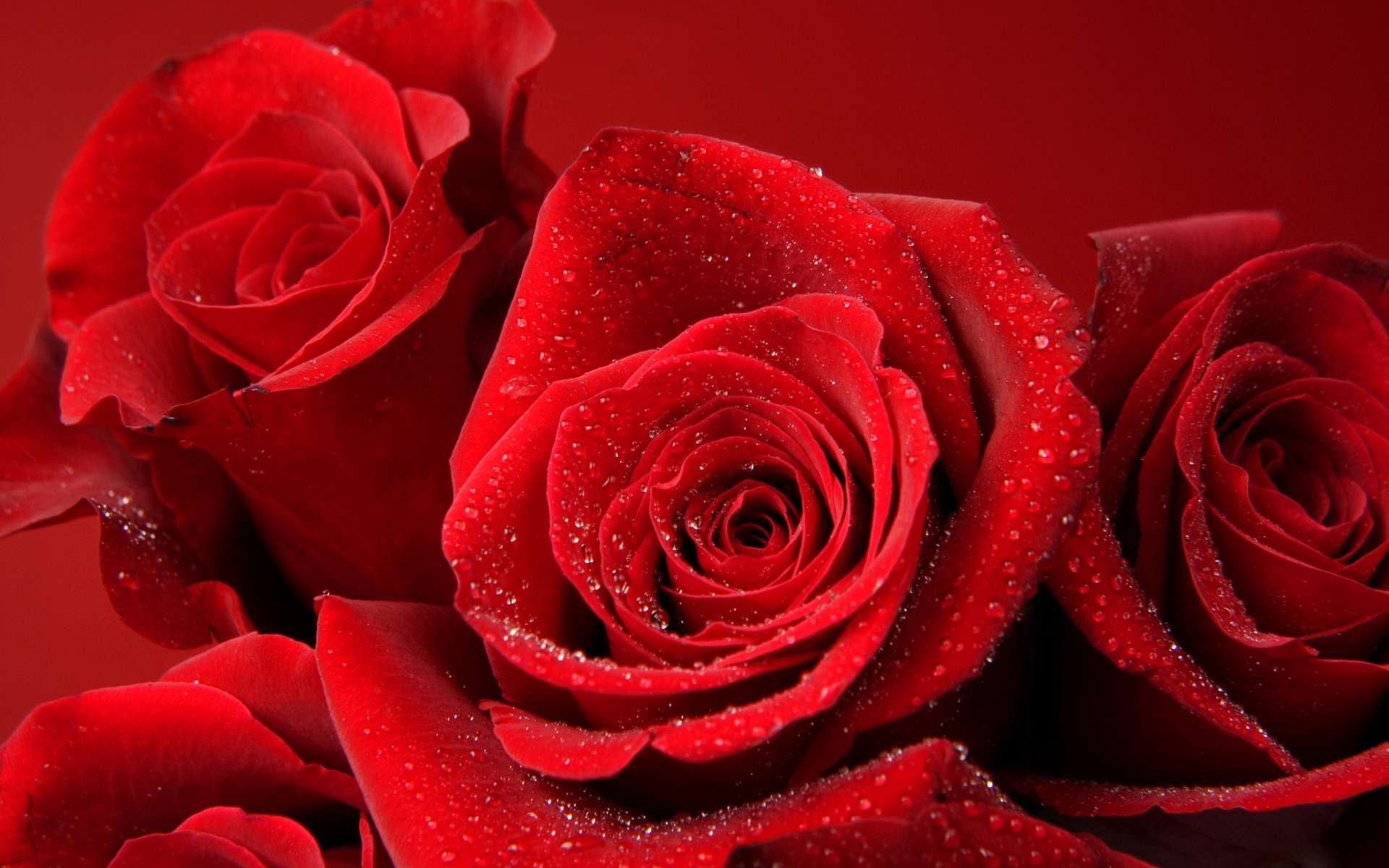 HD PC desktop wallpaper featuring vibrant red roses with natural dew drops, showcasing the beauty of nature and delicate flower details.