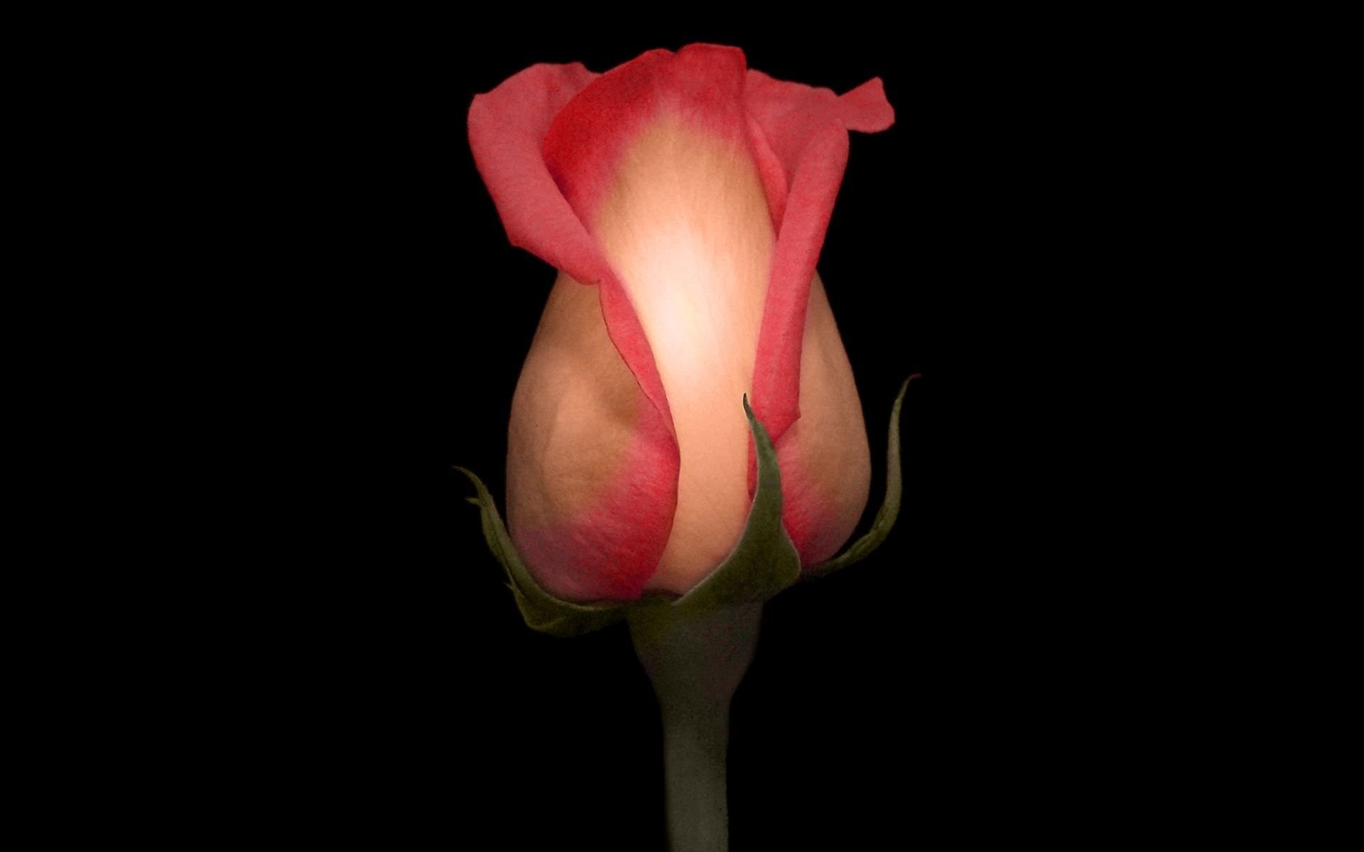 Close-up photography of a single pink rosebud against a black background, captured in a still life style as an HD PC desktop wallpaper.