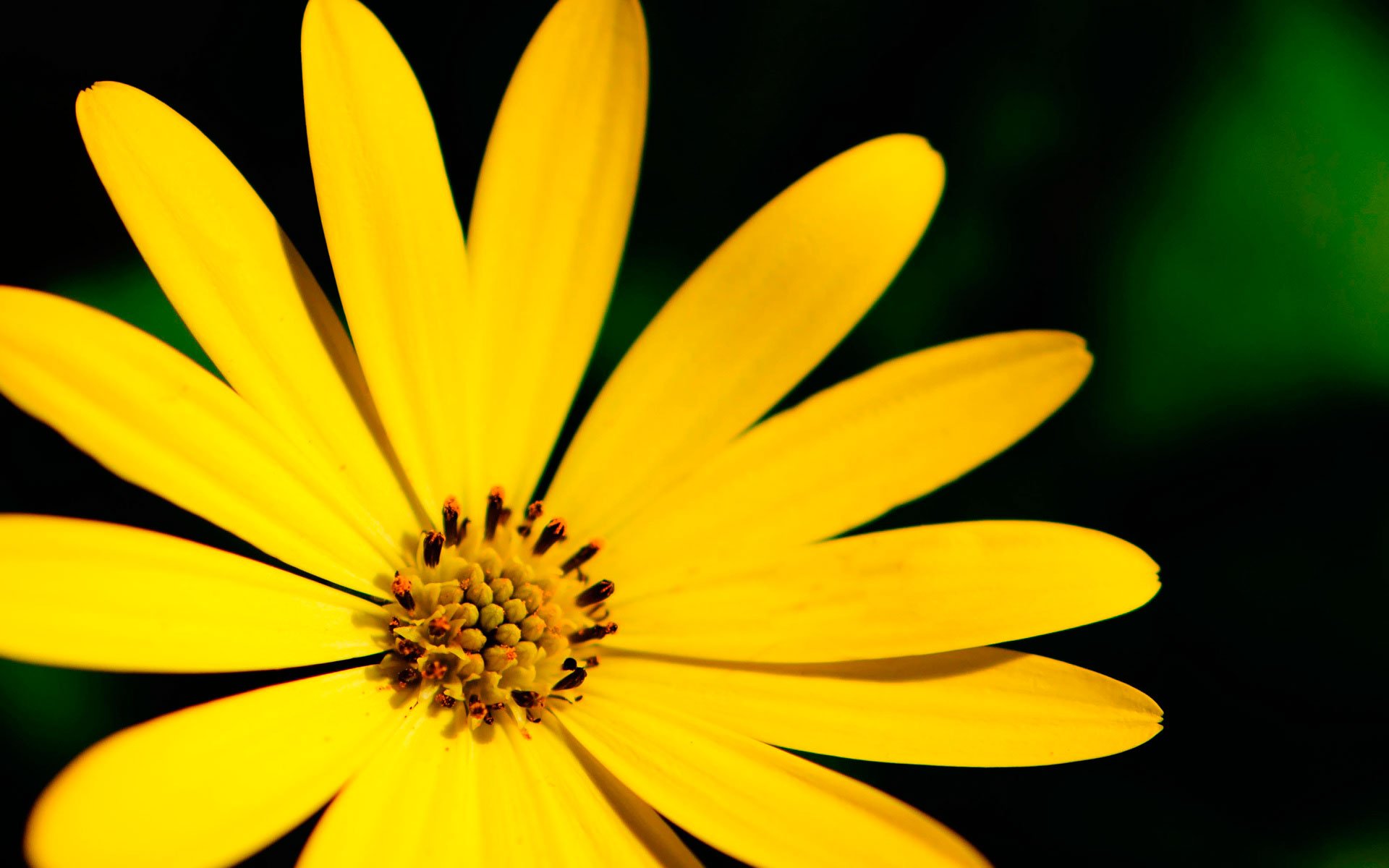 Close-up of a vibrant yellow flower with detailed petals against a dark green background, captured in high definition as a nature-themed PC desktop wallpaper.
