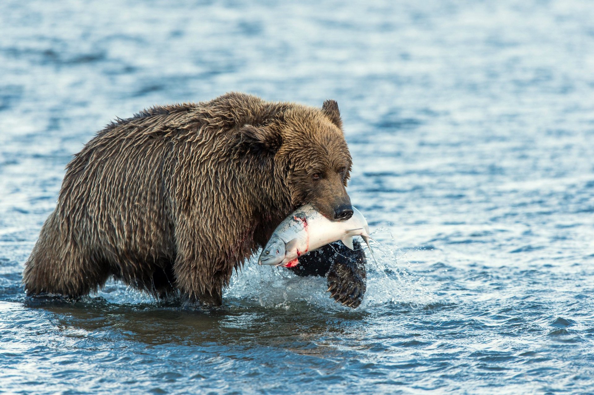 HD PC desktop wallpaper showing a brown bear standing in water, holding a freshly caught fish in its mouth.