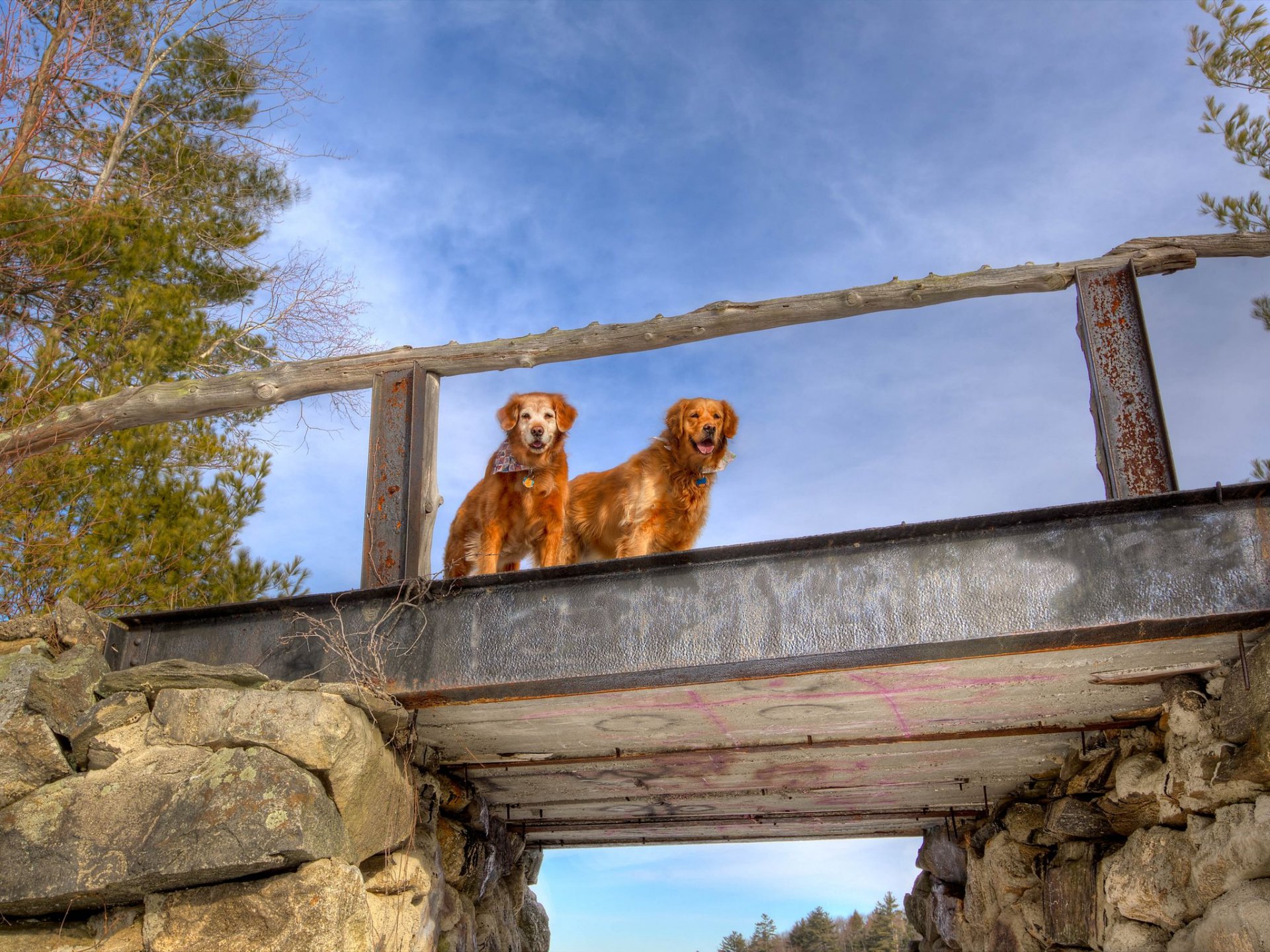 Two golden retrievers stand on a rustic bridge surrounded by trees under a clear blue sky, creating an inviting atmosphere for this HD desktop wallpaper.