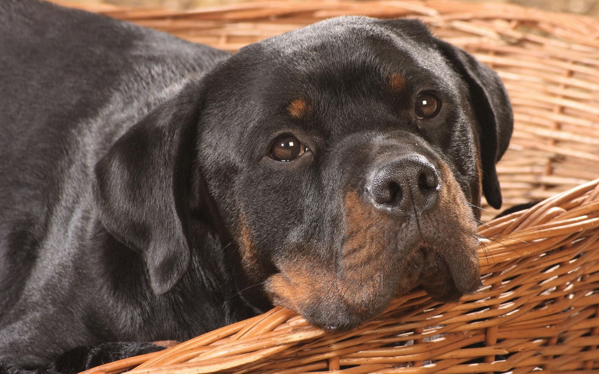 HD desktop wallpaper and background featuring a rottweiler resting on a wicker basket. The image captures the dog's calm and gentle expression.