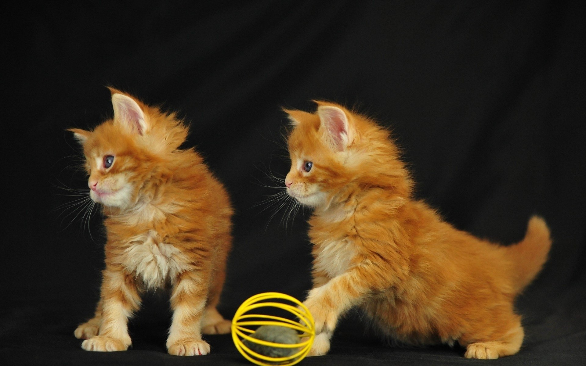 Two playful orange kittens stand next to a yellow toy, set against a black background. This HD image captures their curiosity and energy, making it an adorable desktop wallpaper.