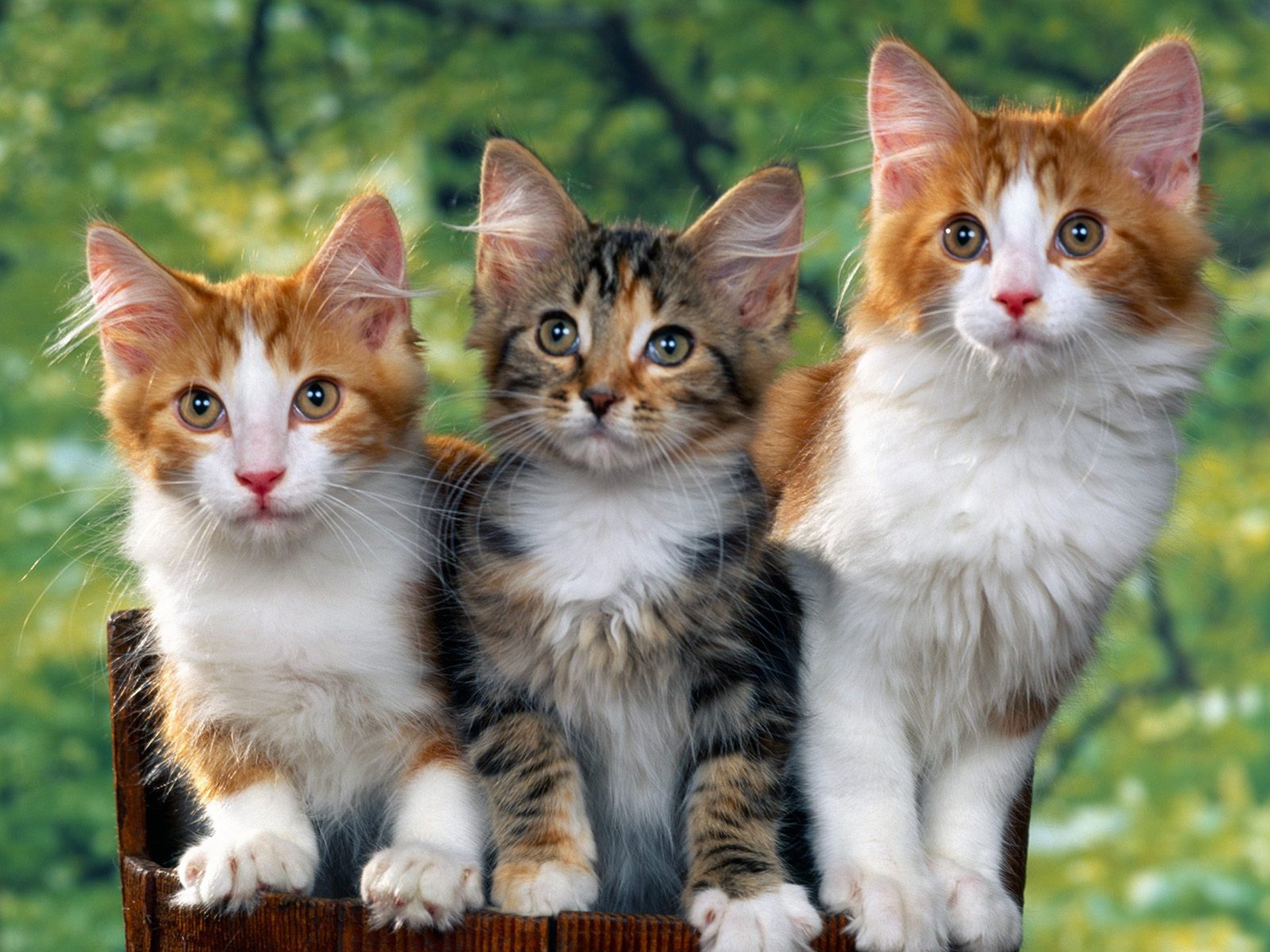 Adorable Cats HD Wallpaper Of Playful Felines 1920x1440 Wallpaper 
