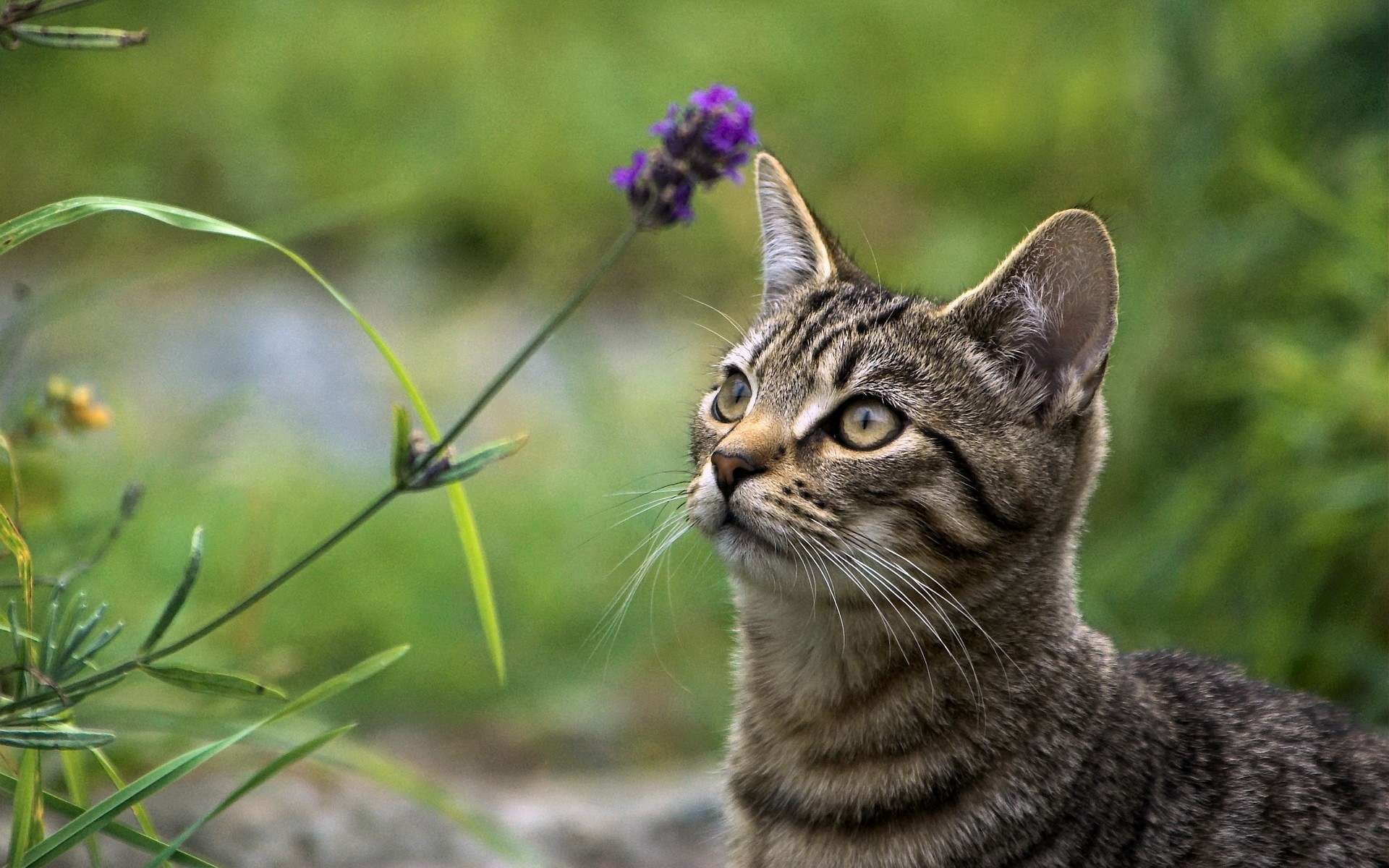 HD PC desktop wallpaper featuring a close-up of a tabby cat gazing at a purple flower in a lush green natural setting.