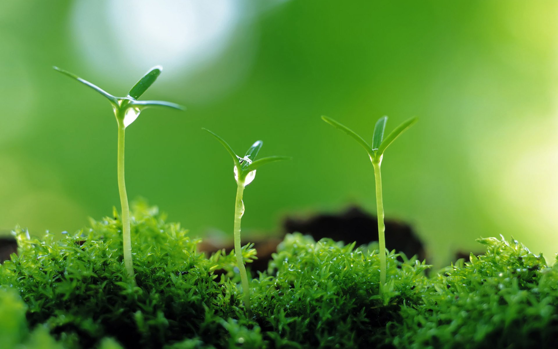 HD Wallpaper: Lush Green Macro Close-Up of Nature's Growth